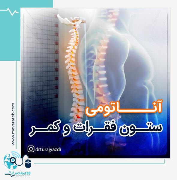 آناتومی ستون فقرات و کمر