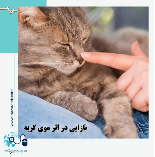 نازایی با گربه! از دروغ تا واقعیت