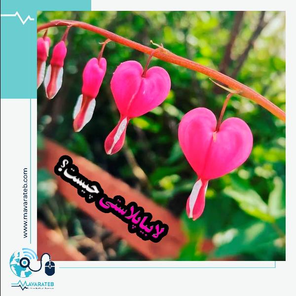 درباره ی لابیاپلاستی